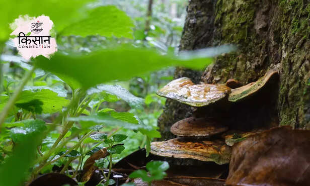 367120-ganoderma-mushroom-harm-fruits-plants-affect-prevention-and-control-2