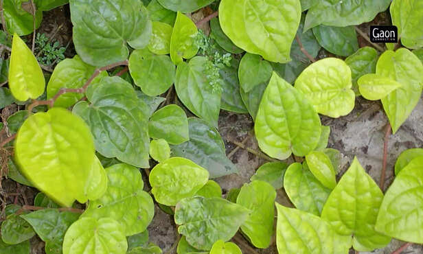 364039-untitled-design-2