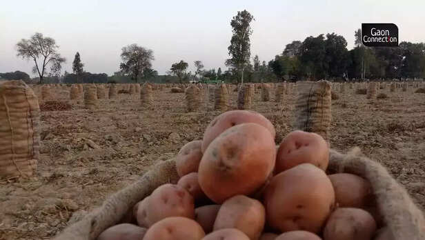 363965-potato-production