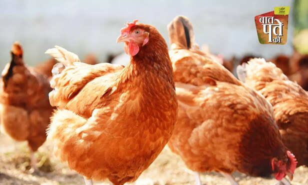 370527-backyard-poultry-farming-management-system-indigenous-poultry-breed-egg-meat-production-4