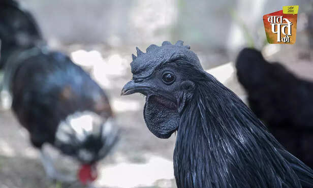 370529-backyard-poultry-farming-management-system-indigenous-poultry-breed-egg-meat-production-2