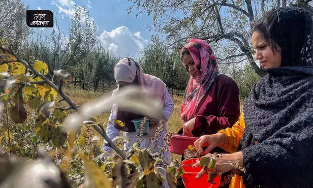 369210-jammu-kashmir-women-empowerment-fruit-jam-making-rural-india-employment-opportunities-4