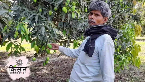 365189-mango-cultivation-unnao-lucknow-uttar-pradesh-heatwave-climate-change-rainfall-3