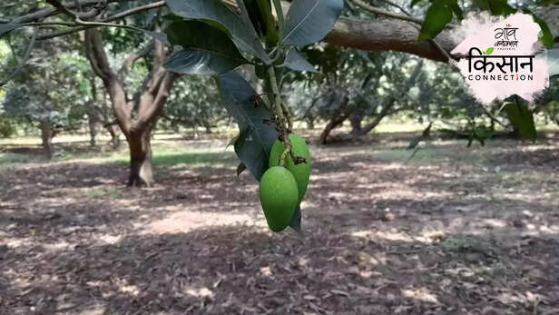365190-mango-cultivation-unnao-lucknow-uttar-pradesh-heatwave-climate-change-rainfall-2