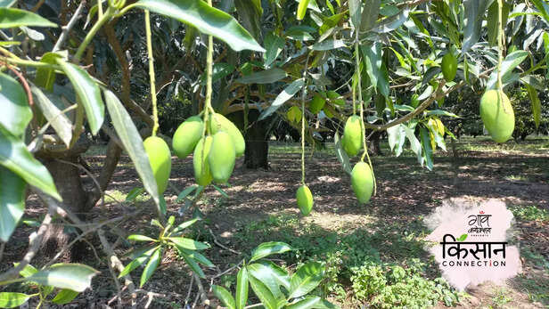 365191-mango-cultivation-unnao-lucknow-uttar-pradesh-heatwave-climate-change-rainfall-1