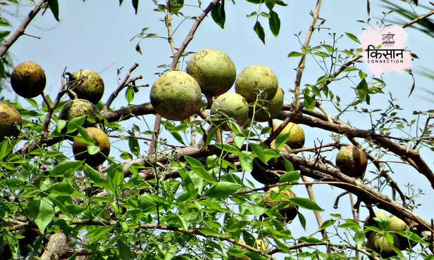 367937-indian-bael-fruit-farming-narendra-bael-cish-new-variety-4