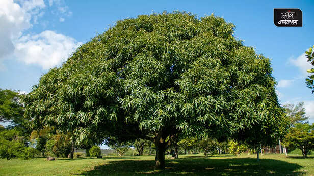 367154-mango-farming-advisory-september-to-january-insecticide-pesticide-1