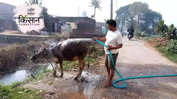 363883-chandauli-dairy-farm-uttar-pradesh-milk-production-migration-rural-india-moomark-dairy-2