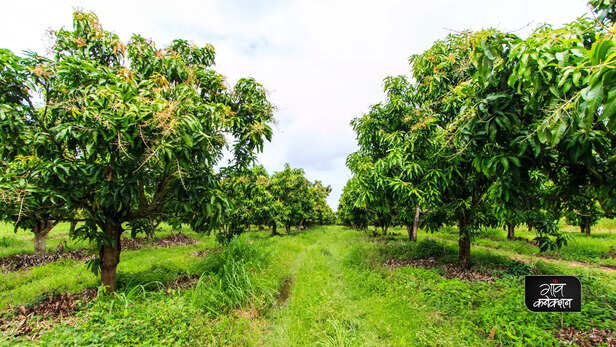 367155-mango-farming-advisory-september-to-january-insecticide-pesticide-2