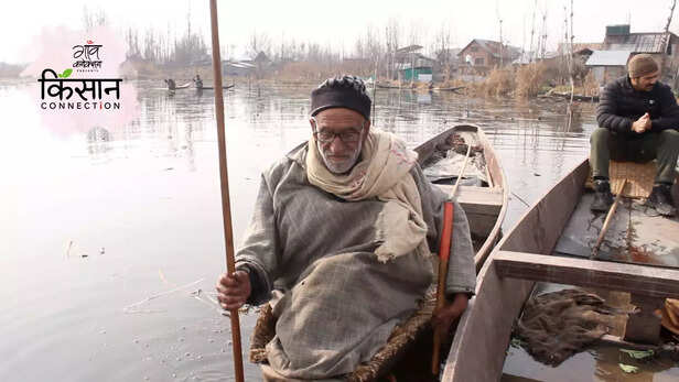 363648-nadru-farming-jammu-kashmir-srinagar-dal-lake-lotus-stem-kamal-nal-farmers-5