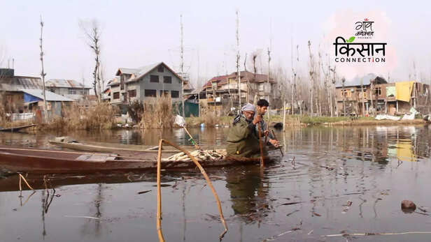 363650-nadru-farming-jammu-kashmir-srinagar-dal-lake-lotus-stem-kamal-nal-farmers-6