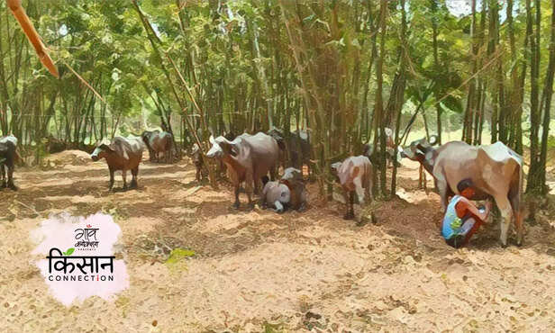 366274-bihar-farmer-cattle-migration-monsoon-drought-fodder-cow-buffalo-milk-production-3