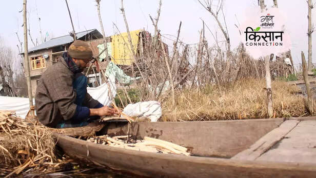 363651-nadru-farming-jammu-kashmir-srinagar-dal-lake-lotus-stem-kamal-nal-farmers-1