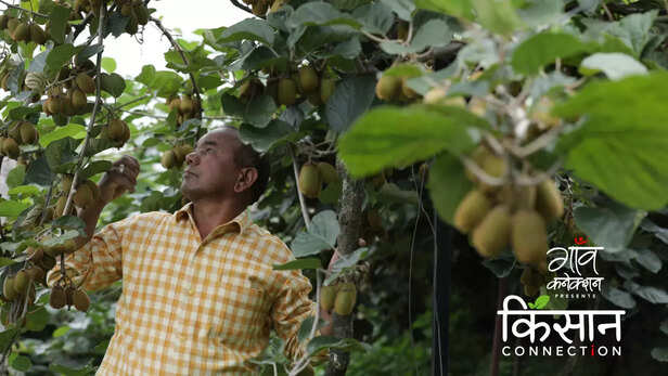 363234-kiwi-cultivation-bageshwar-uttarakhand-kiwi-farming-farmers-food-processing-4