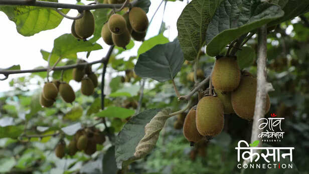 363235-kiwi-cultivation-bageshwar-uttarakhand-kiwi-farming-farmers-food-processing-2