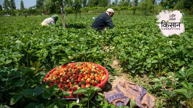 365657-famous-strawberry-village-gasu-jammu-kashmir-climate-change-heatwave-horticulture-1