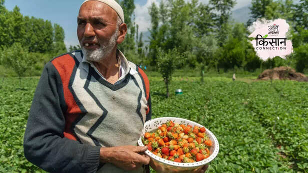 365658-famous-strawberry-village-gasu-jammu-kashmir-climate-change-heatwave-horticulture-3