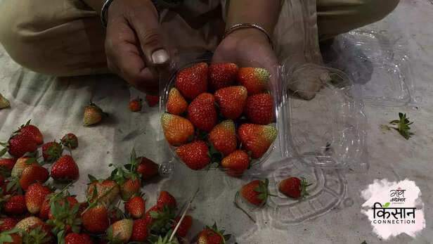365660-famous-strawberry-village-gasu-jammu-kashmir-climate-change-heatwave-horticulture-2