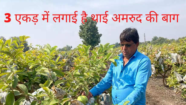 356764-thai-guava-cultivation-in-india