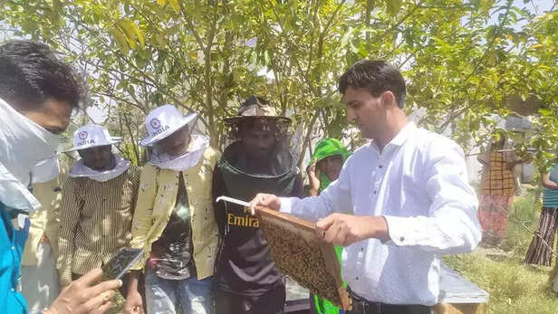 356144-honey-mission-or-sweet-revolution