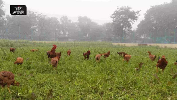 359432-community-based-mini-incubator-poultry-production-rural-women-entrepreneurs-andaman-and-nicobar-islands-2