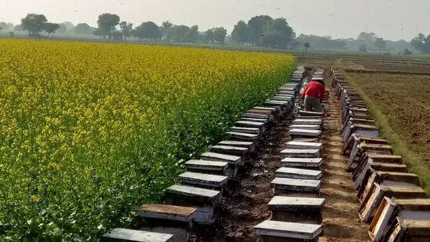 350915-honey-beekeeping-morena-madhya-pradesh-with-mustard-cultivation-4