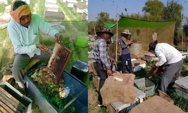 350916-honey-beekeeping-morena-madhya-pradesh-with-mustard-cultivation-3
