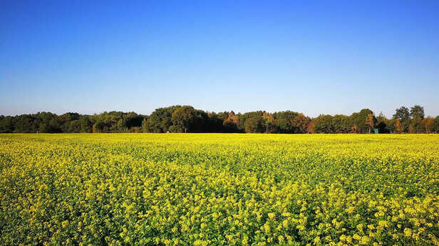 350917-honey-beekeeping-morena-madhya-pradesh-with-mustard-cultivation-1