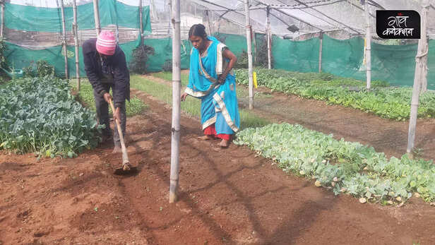 362962-tribal-women-ramgarh-jharkhand-nursery-business-entrepreneur-trif-livelihood-women-empowerment-shg-horticulture-3