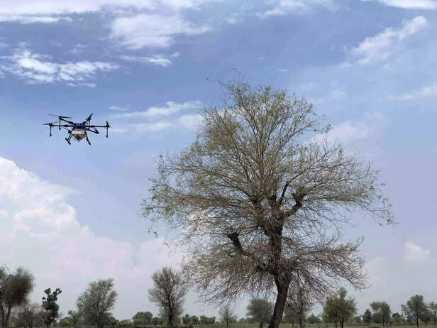 352100-locust-attack-gujarat-gaon-connection-1-scaled