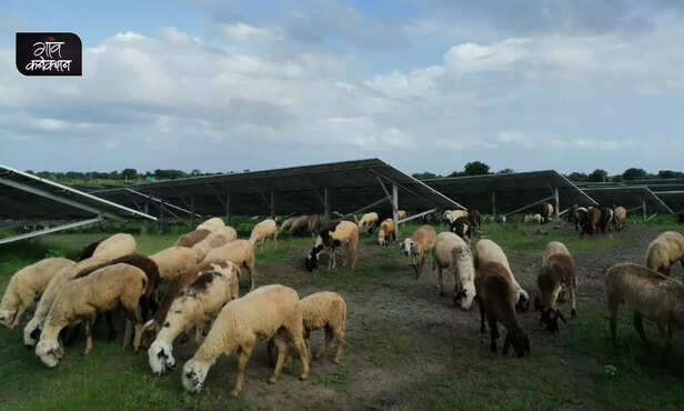 361400-solar-projects-green-power-farming-and-grazing-solar-energy-rajasthan-gujarat-maharashtra-4