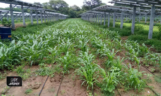 361402-solar-projects-green-power-farming-and-grazing-solar-energy-rajasthan-gujarat-maharashtra-2