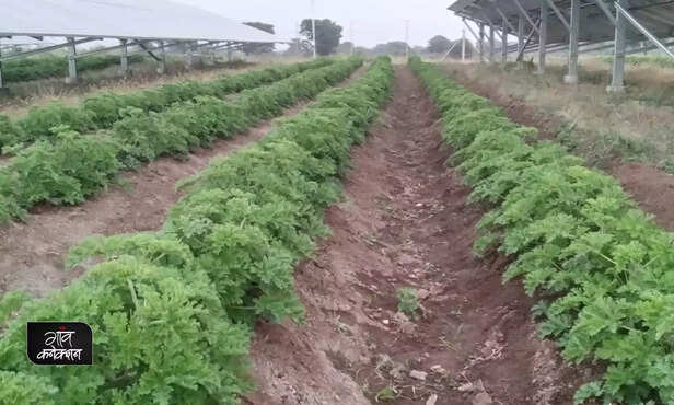 361403-solar-projects-green-power-farming-and-grazing-solar-energy-rajasthan-gujarat-maharashtra-1