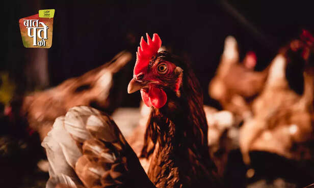 370543-backyard-poultry-farming-management-system-indigenous-poultry-breed-egg-meat-production-1