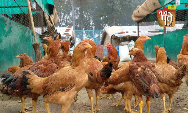 370544-native-indigenous-advanced-poultry-breed-backyard-farming-egg-meat-production-cari-debendra-nirbheek-aseel-vanaraja-srinidhi-gra-3