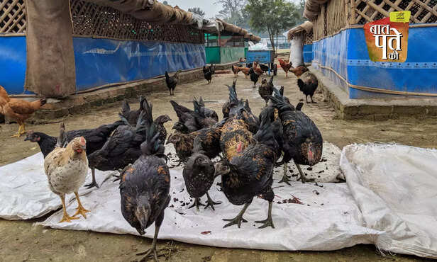 370545-native-indigenous-advanced-poultry-breed-backyard-farming-egg-meat-production-cari-debendra-nirbheek-aseel-vanaraja-srinidhi-gra-2