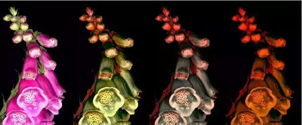 354273-artificial-nighttime-lighting-impacts-visual-ecology-insects-moth-light-polluition-2