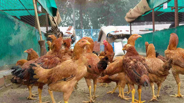 351434-poultry-farming-trainning-turkey-guini-fowl-broiler-layer-farming-cari-gaon-connection-4-scaled