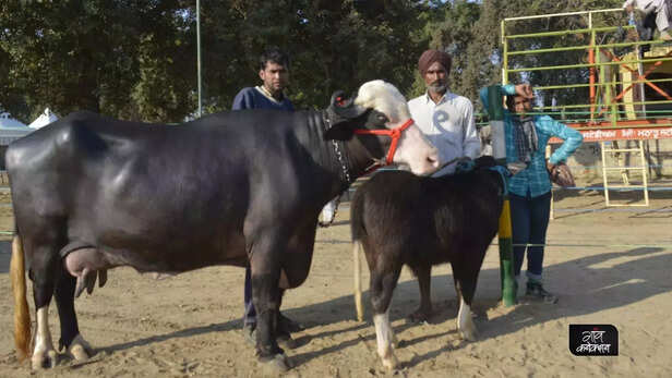 357794-animal-fair-competition-bhiwani-haryana-state-murrah-buffalo-desi-cow-1