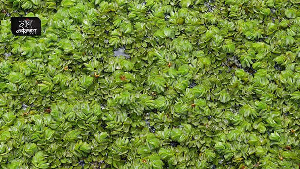357072-salvinia-molesta-biological-control-cyrtobagous-salviniae-directorate-of-weed-research-madhya-pradesh-3