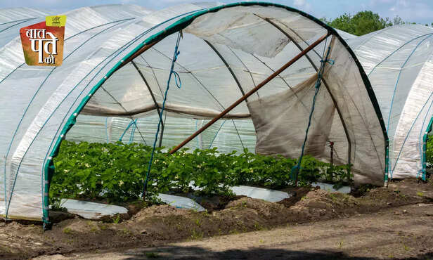 369197-polyhouse-farming-insecticide-pesticide-integrated-pest-management-2