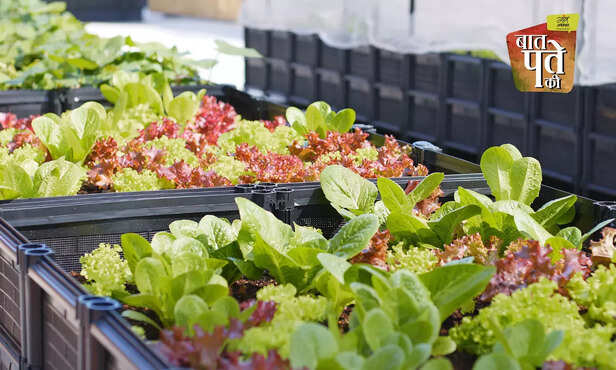 366707-rooftop-gardening-horticulture-department-subsidy-track-gardening-2