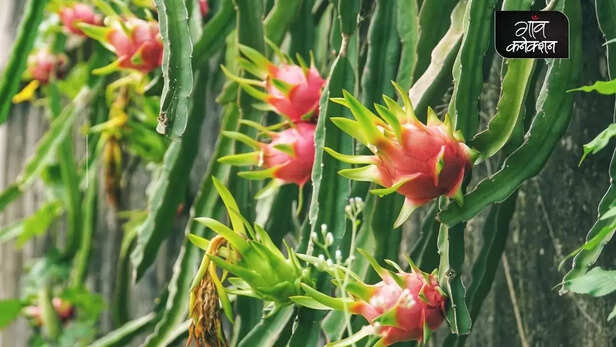 355584-dragon-fruit-health-benefits-nutrition-fat-free-prebiotics-vitamins-nutrition-facts-gaon-connection-4