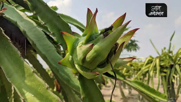 355585-dragon-fruit-health-benefits-nutrition-fat-free-prebiotics-vitamins-nutrition-facts-gaon-connection-3