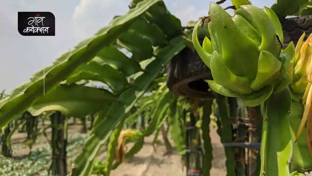 355587-dragon-fruit-health-benefits-nutrition-fat-free-prebiotics-vitamins-nutrition-facts-gaon-connection-1