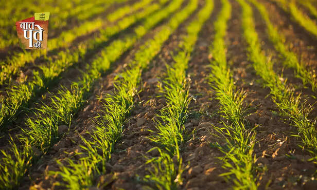 369072-wheat-cultivation-farm-to-kitchen-full-information-general-knowledge-4