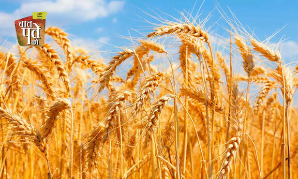 369074-wheat-cultivation-farm-to-kitchen-full-information-general-knowledge-2