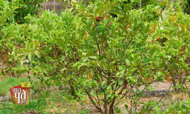 368673-mango-litchi-papaya-horticulture-crop-care-winter-2