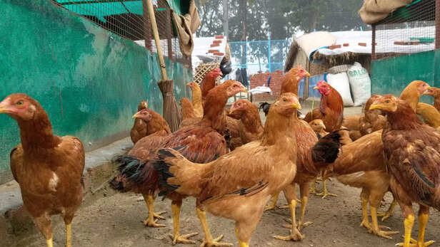 367070-cari-nirbheek-chicken-breed-backyard-poultry-farming-desi-chicken-2