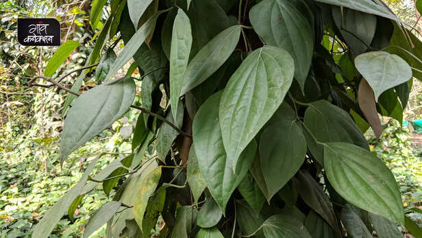 365292-natural-green-house-model-project-kondagaon-chhattisgarh-information-detail-black-pepper-farming-2